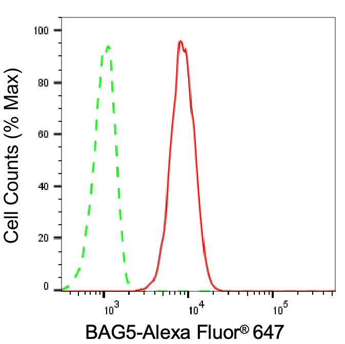 BAG5 Antibody (24GB8070)