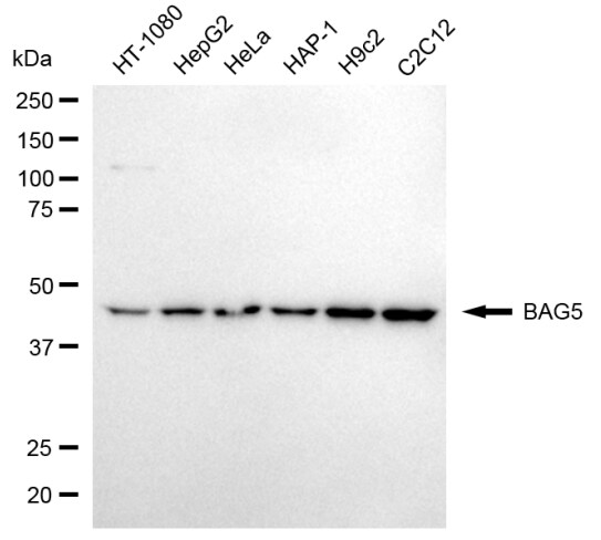 BAG5 Antibody (24GB8070)