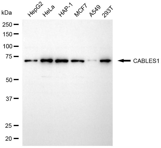 CABLES1 Antibody (24GB8085)
