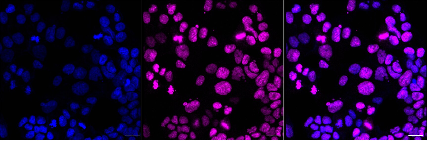 DPPA4 Antibody (24GB8220)