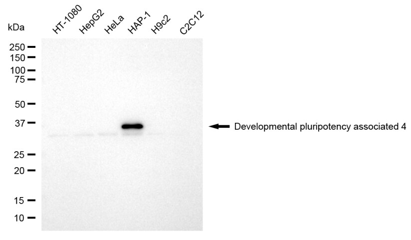 DPPA4 Antibody (24GB8220)