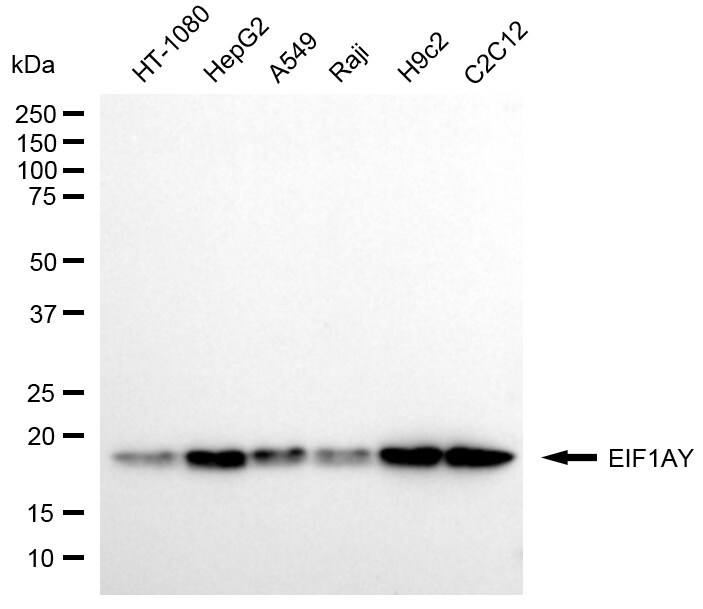 EIF1AY Antibody (24GB8270)