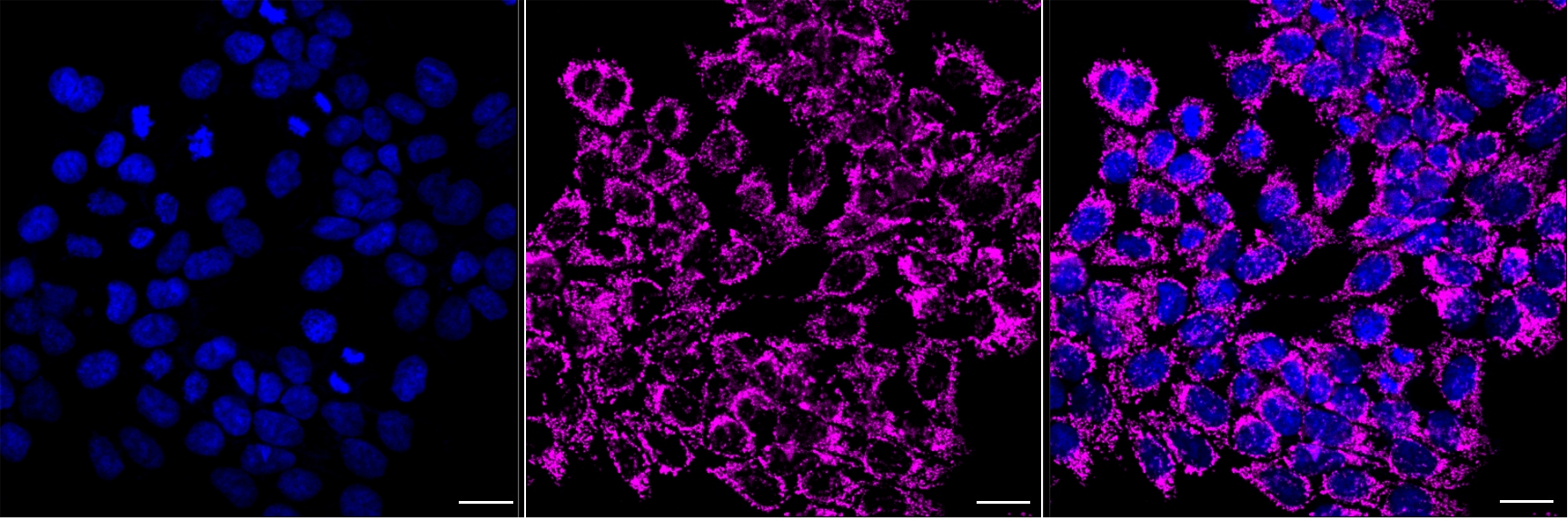 CYP7B1 Antibody (24GB8275)