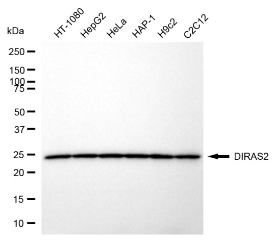 DIRAS2 Antibody (24GB8310)