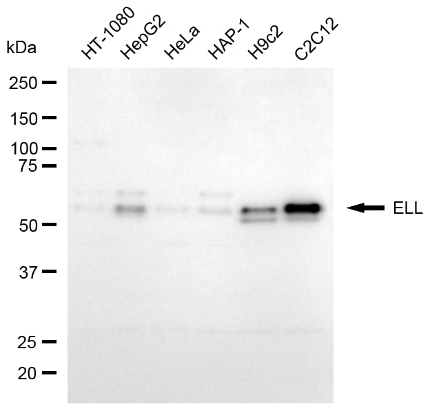 ELL Antibody (24GB8330)
