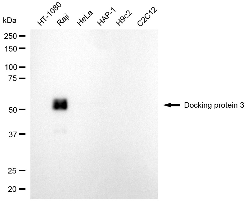 DOK3 Antibody (24GB8360)