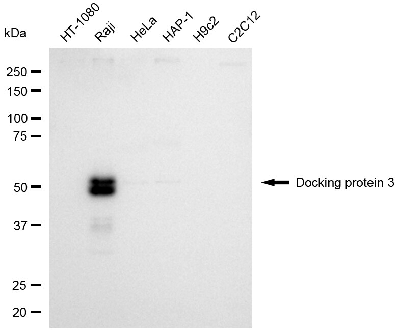 DOK3 Antibody (24GB8365)
