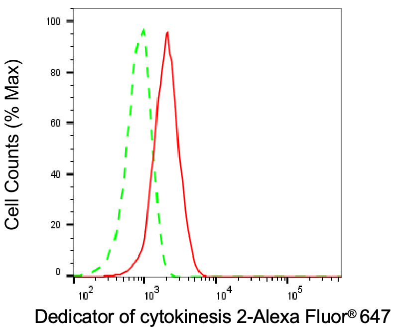 DOCK2 Antibody (24GB8370)