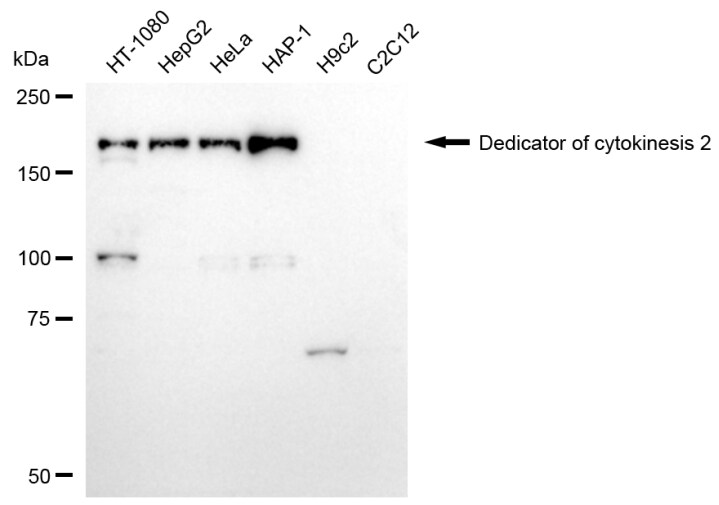 DOCK2 Antibody (24GB8370)