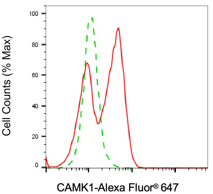CaM Kinase I Antibody (24GB6790)