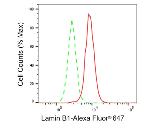 Lamin B1 Antibody (23GB915)