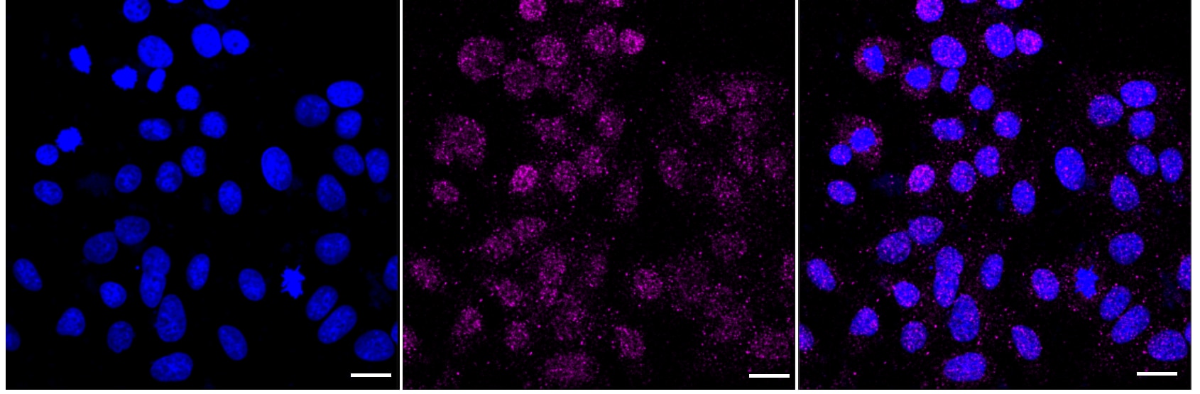 Lamin B1 Antibody (23GB915)