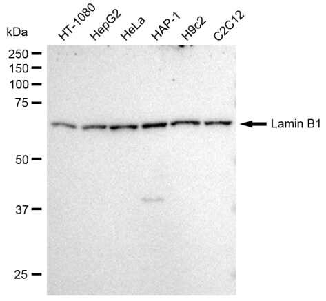 Lamin B1 Antibody (23GB915)