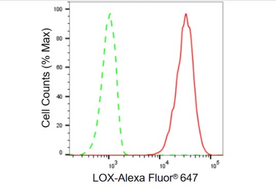 LOX Antibody (23GB920)