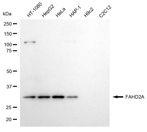 FAHD2A Antibody (24GB13030)