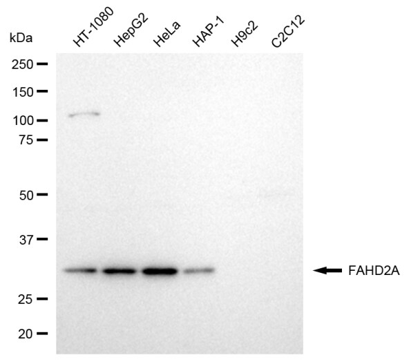FAHD2A Antibody (24GB13035)