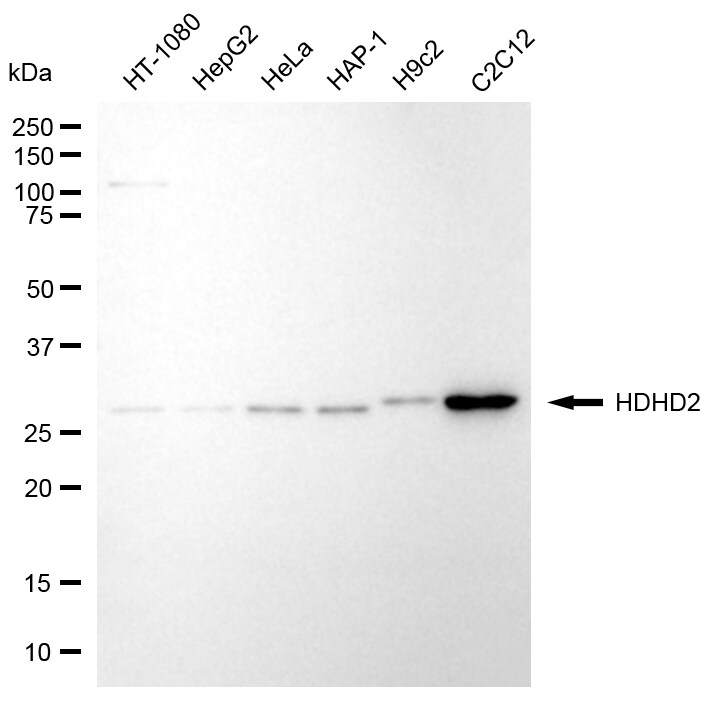 HDHD2 Antibody (24GB13060)