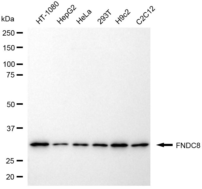 FNDC8 Antibody (24GB13095)