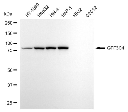 GTF3C4 Antibody (24GB13170)