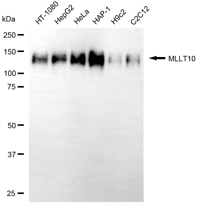 AF10 Antibody (24GB13590)