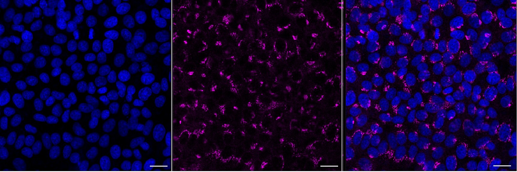 COG6 Antibody (24GB13605)