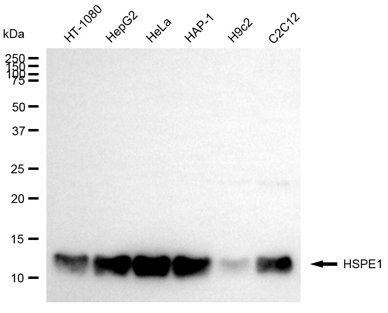 HSP10/EPF Antibody (24GB13610)