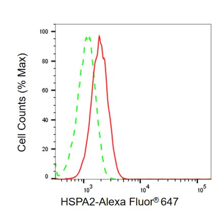 HSPA2 Antibody (24GB13655)