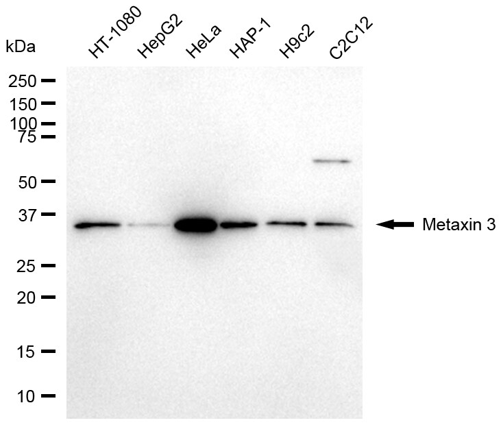 MTX3 Antibody (24GB13680)