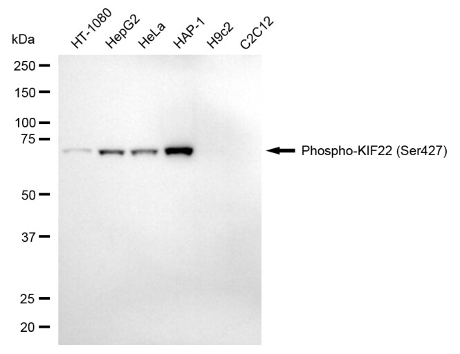 KIF22 [p Ser427] Antibody (24GB13730)