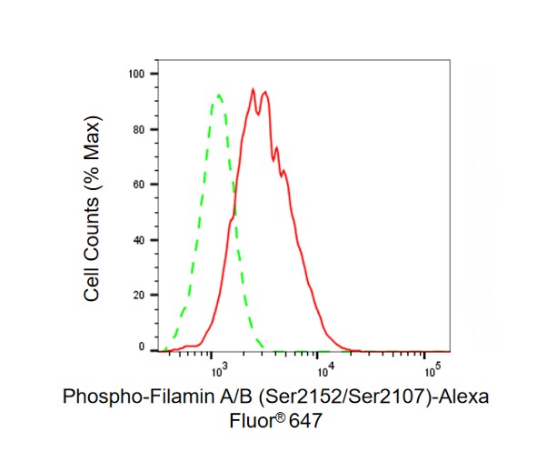 Filamin B [p Ser2152] Antibody (24GB13760)