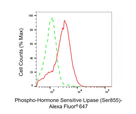 Hormone-sensitive Lipase/HSL [p Ser855] Antibody (24GB13765)