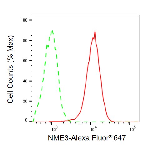 NME3 Antibody (24GB13785)