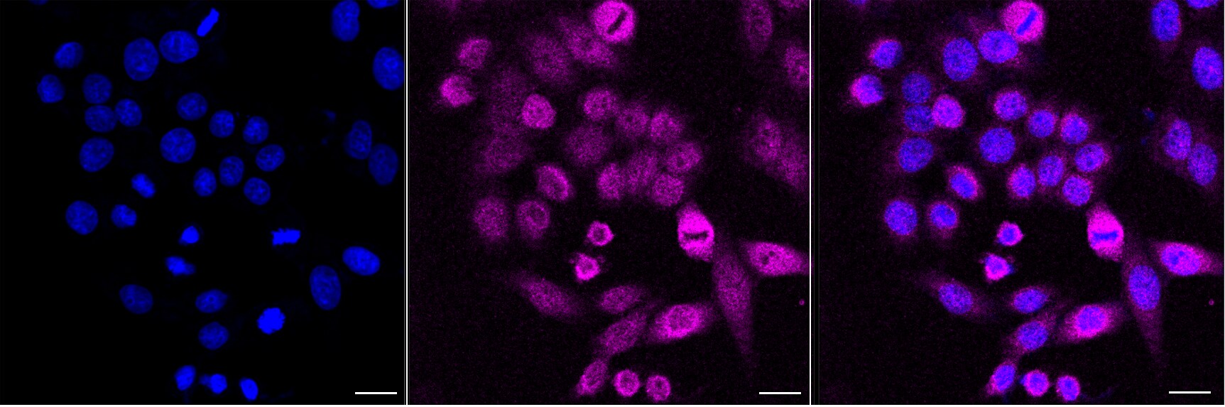 NME3 Antibody (24GB13785)