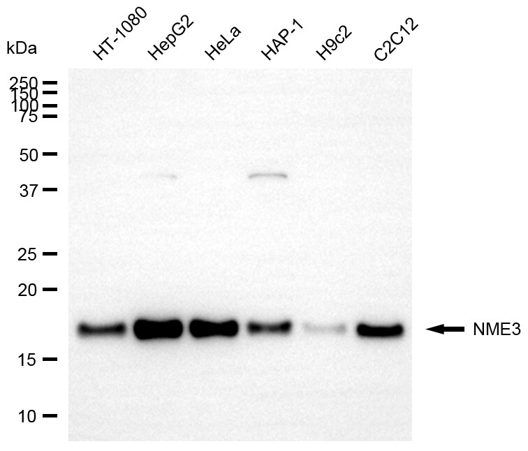 NME3 Antibody (24GB13785)