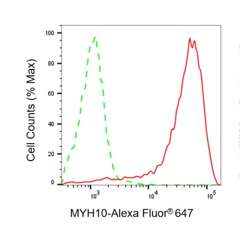 non-muscle heavy chain 10 Myosin Antibody (24GB13790)