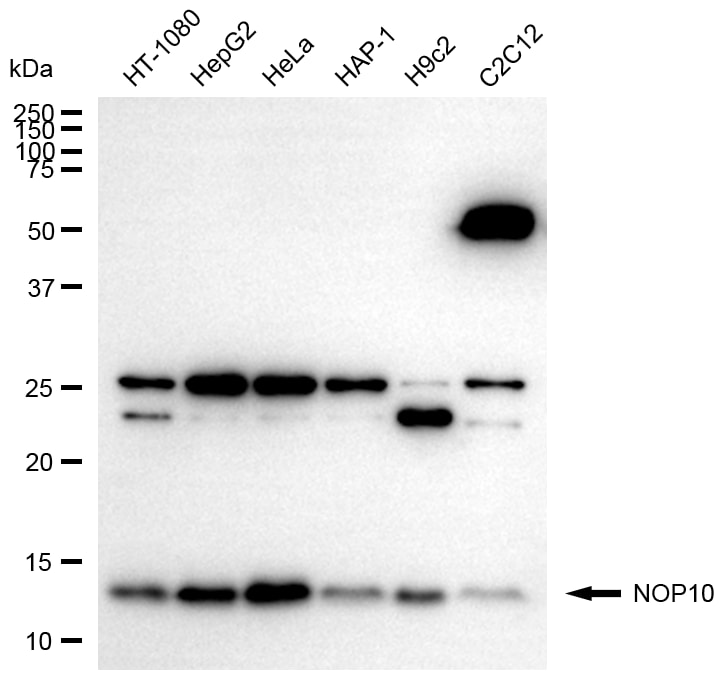 NOP10 Antibody (24GB13795)