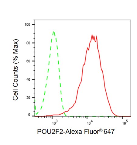 POU2F2 Antibody (24GB13800)