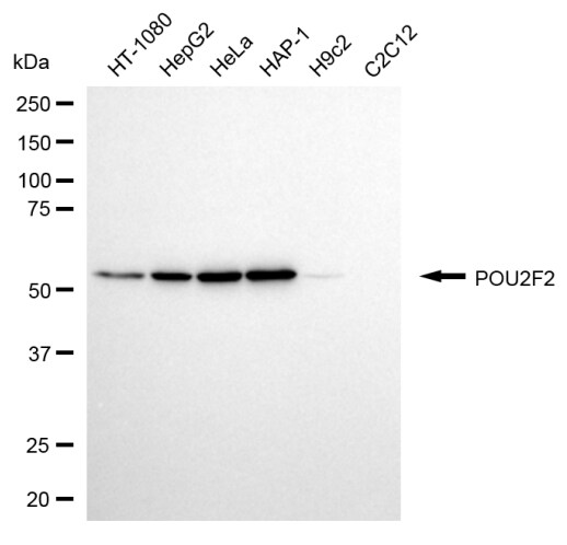 POU2F2 Antibody (24GB13800)