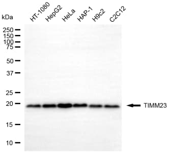 TIMM23 Antibody (24GB14110)