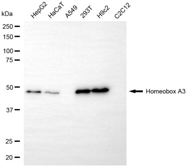 HOXA3 Antibody (24GB14120)