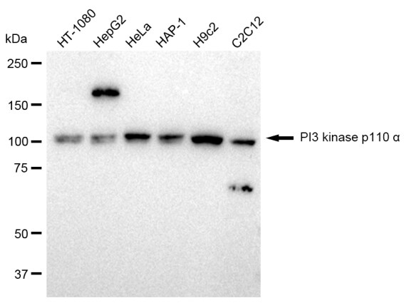 PIK3CA Antibody (23GB950)