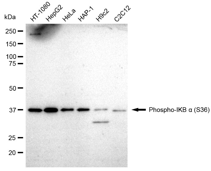IkB-alpha [p Ser36] Antibody (23GB1300)