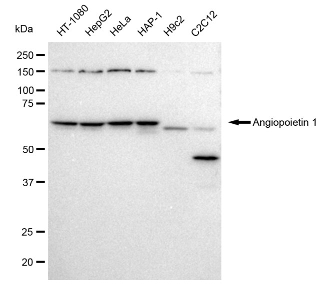 Angiopoietin-1 Antibody (23GB1775)