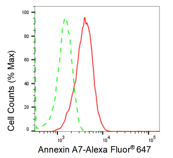 Annexin A7 Antibody (23GB1895)