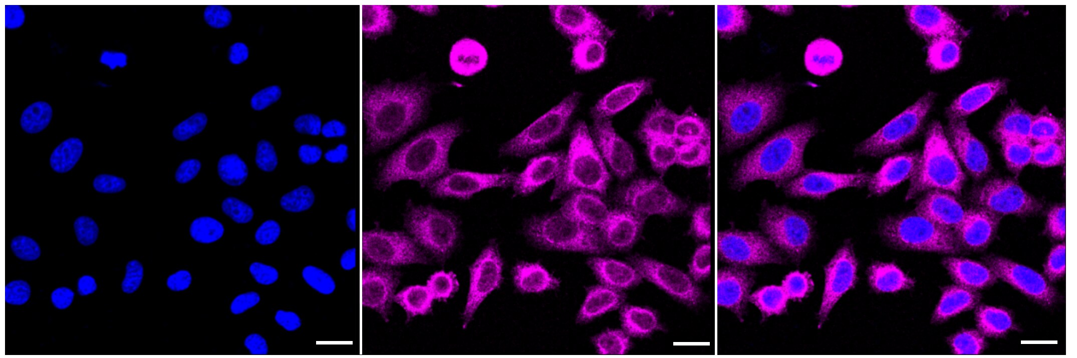 Annexin A7 Antibody (23GB1895)