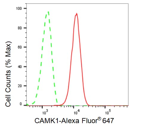 CaM Kinase I Antibody (23GB1290)