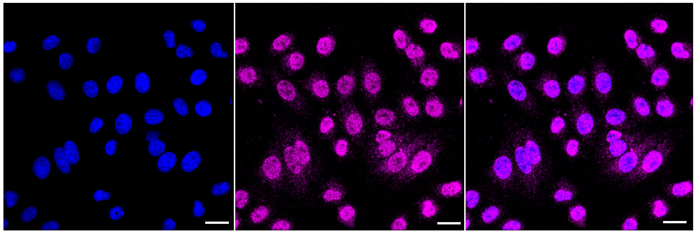 cIAP-1/HIAP-2 Antibody (23GB1740)