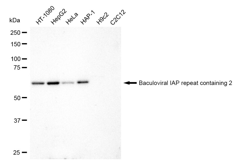 cIAP-1/HIAP-2 Antibody (23GB1740)