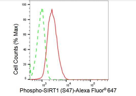Sirtuin 1/SIRT1 [p Ser47] Antibody (23GB1540)