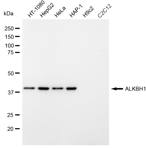 ABH1 Antibody (23GB1265)